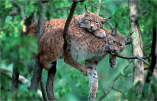 Bavarian Forest National Park.